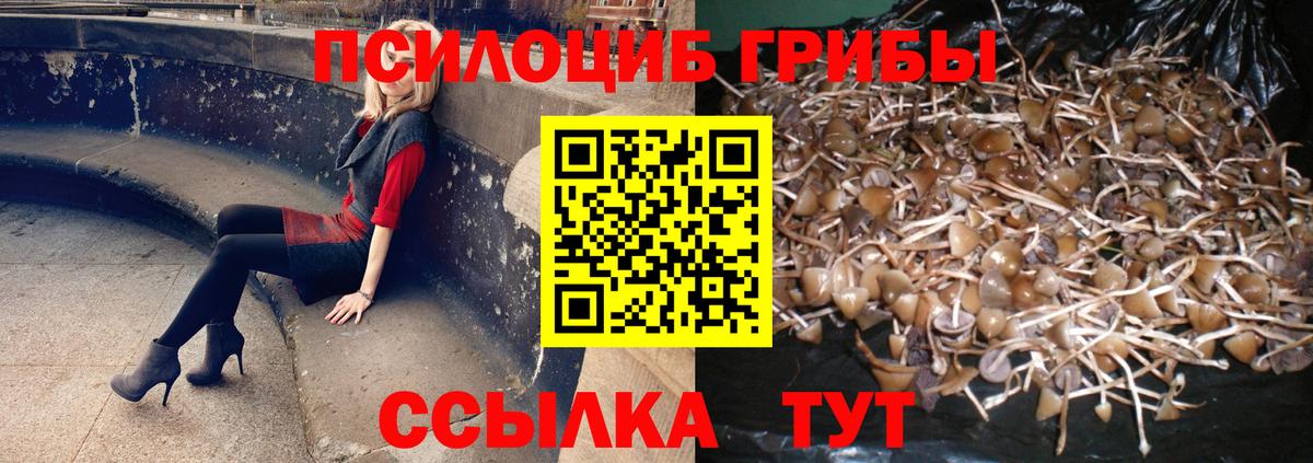 Псилоцибиновые грибы Psilocybine cubensis Заволжье